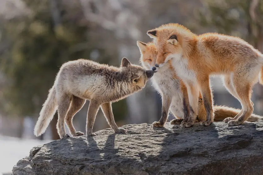 カメラレンズの種類と選び方の基礎知識 - 初心者の方におすすめのレンズもご紹介！