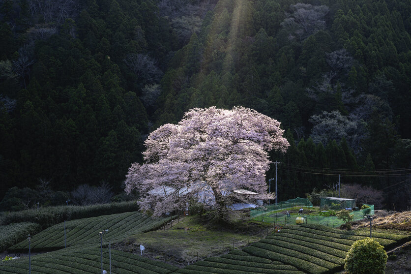 28-75mm F/2.8 Di III VXD G2 (Model A063) 