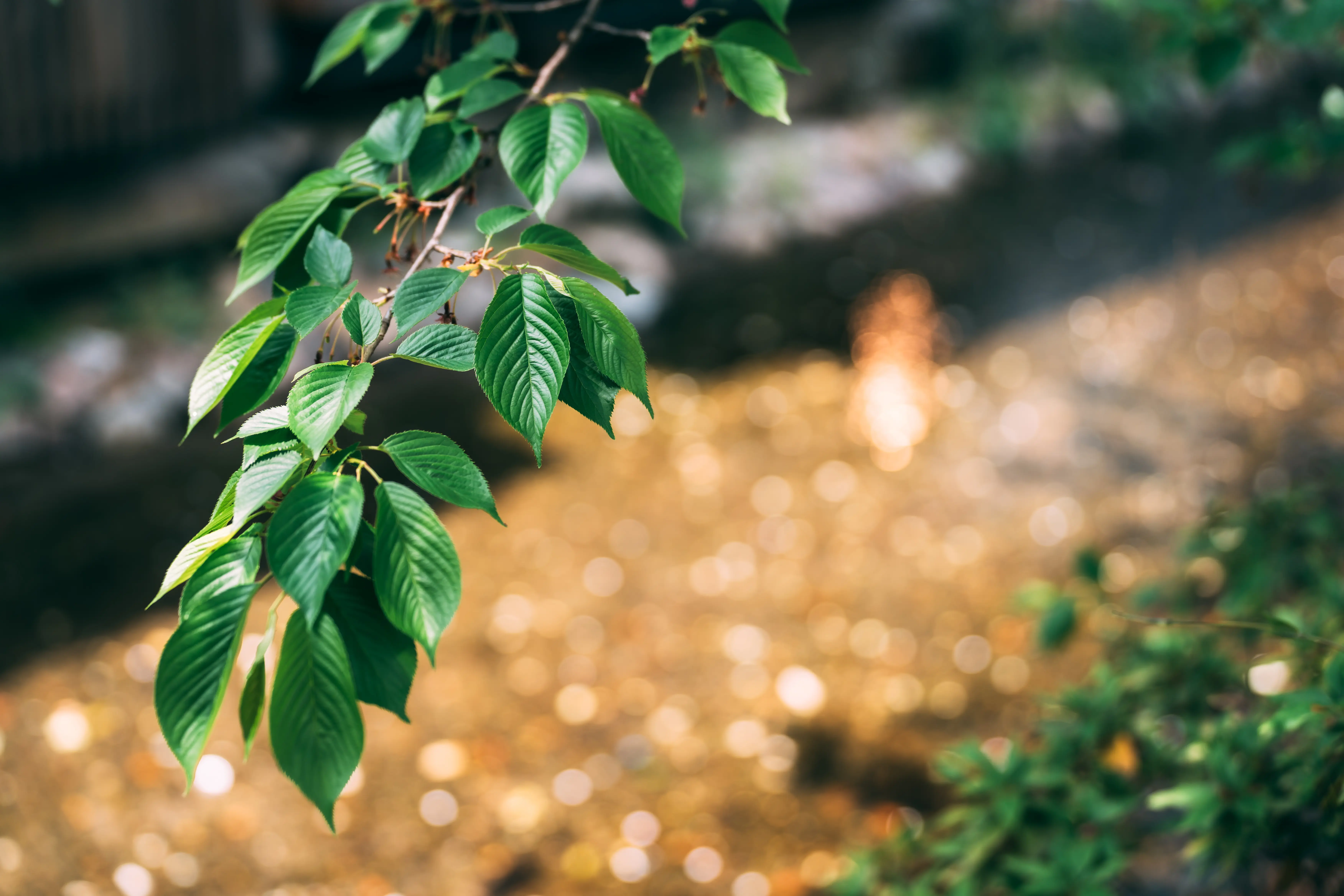 タムロン35-150mm F2-2.8 (Model A058) 製品レビュー