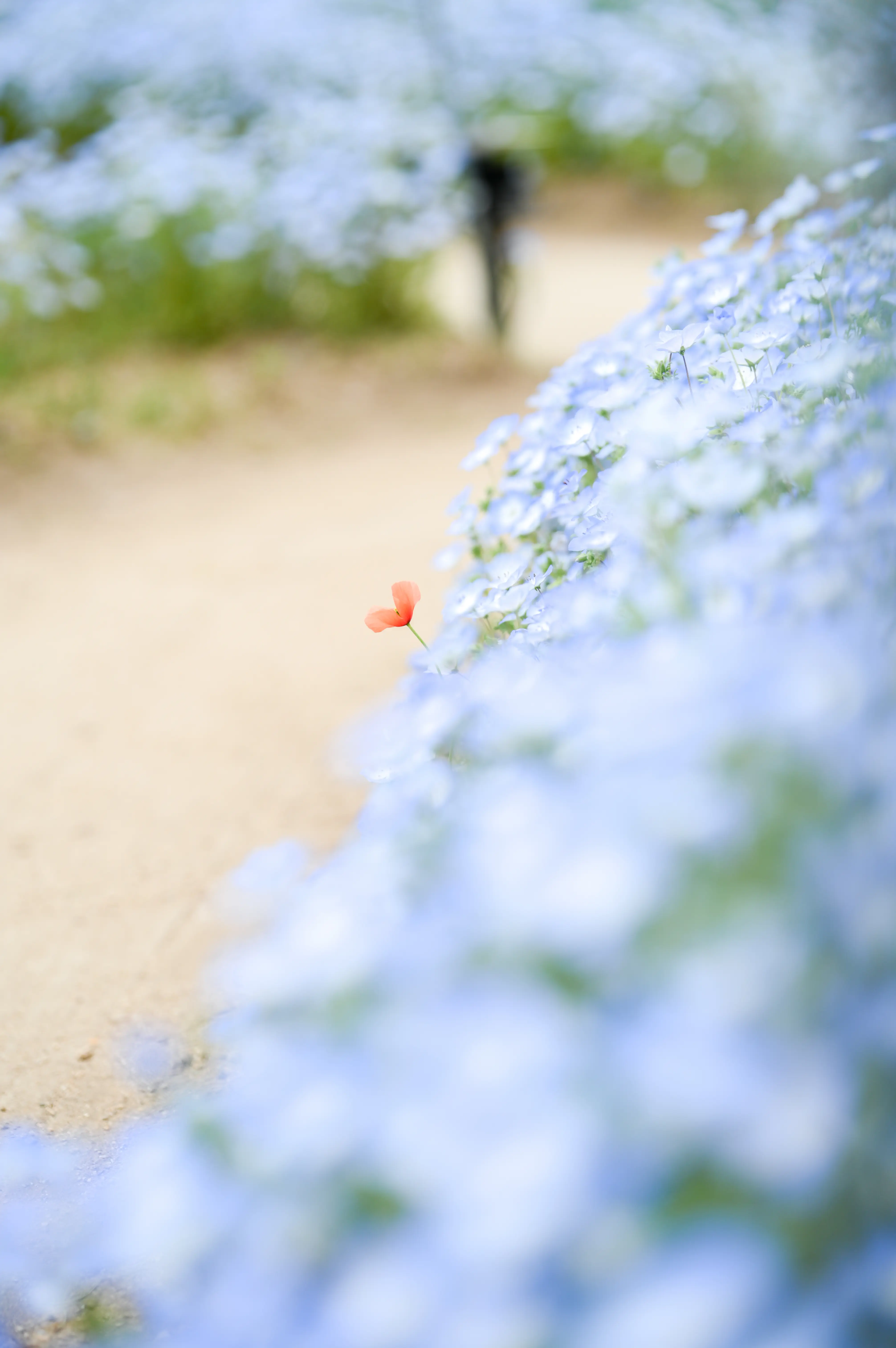 タムロン35-150mm F2-2.8 (Model A058) 製品レビュー