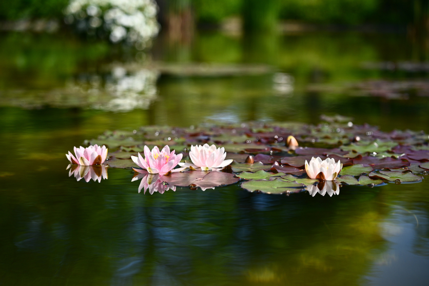 タムロンA063Zモニター作品