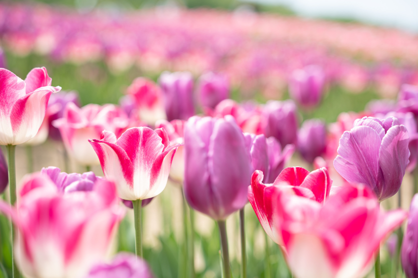 タムロンA063Zモニター作品