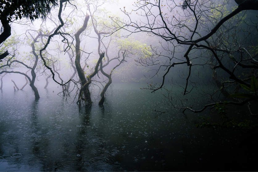 タムロンA063Zモニター作品