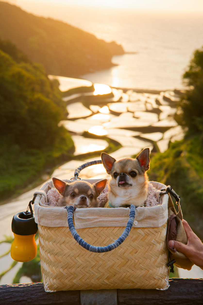 タムロンA063Zモニター作品