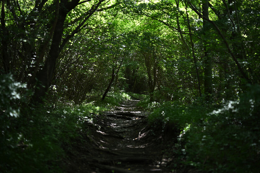 ロープウェイで箱根の大自然を満喫