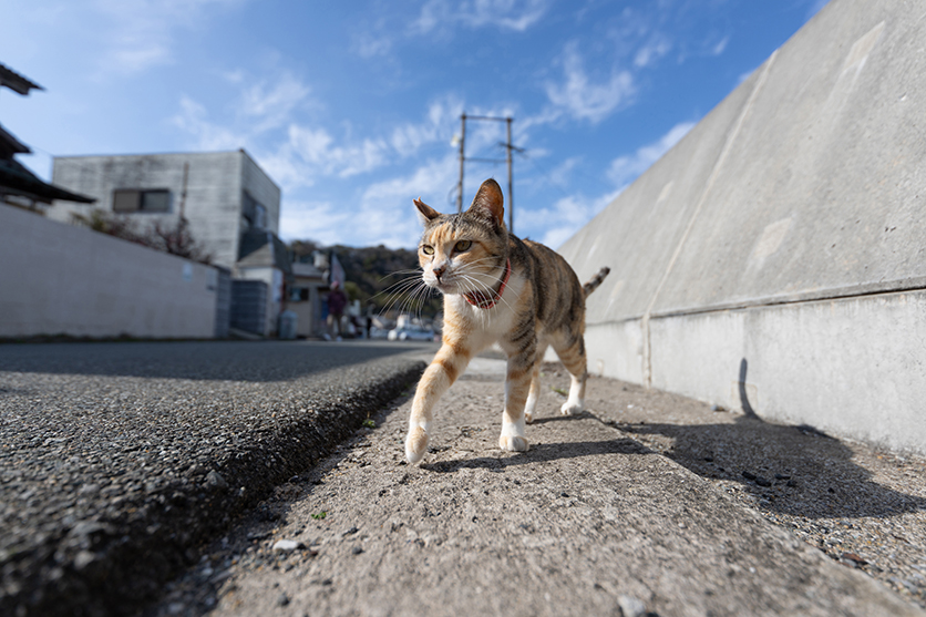 16-30mm F2.8 G2 A064 作例　猫