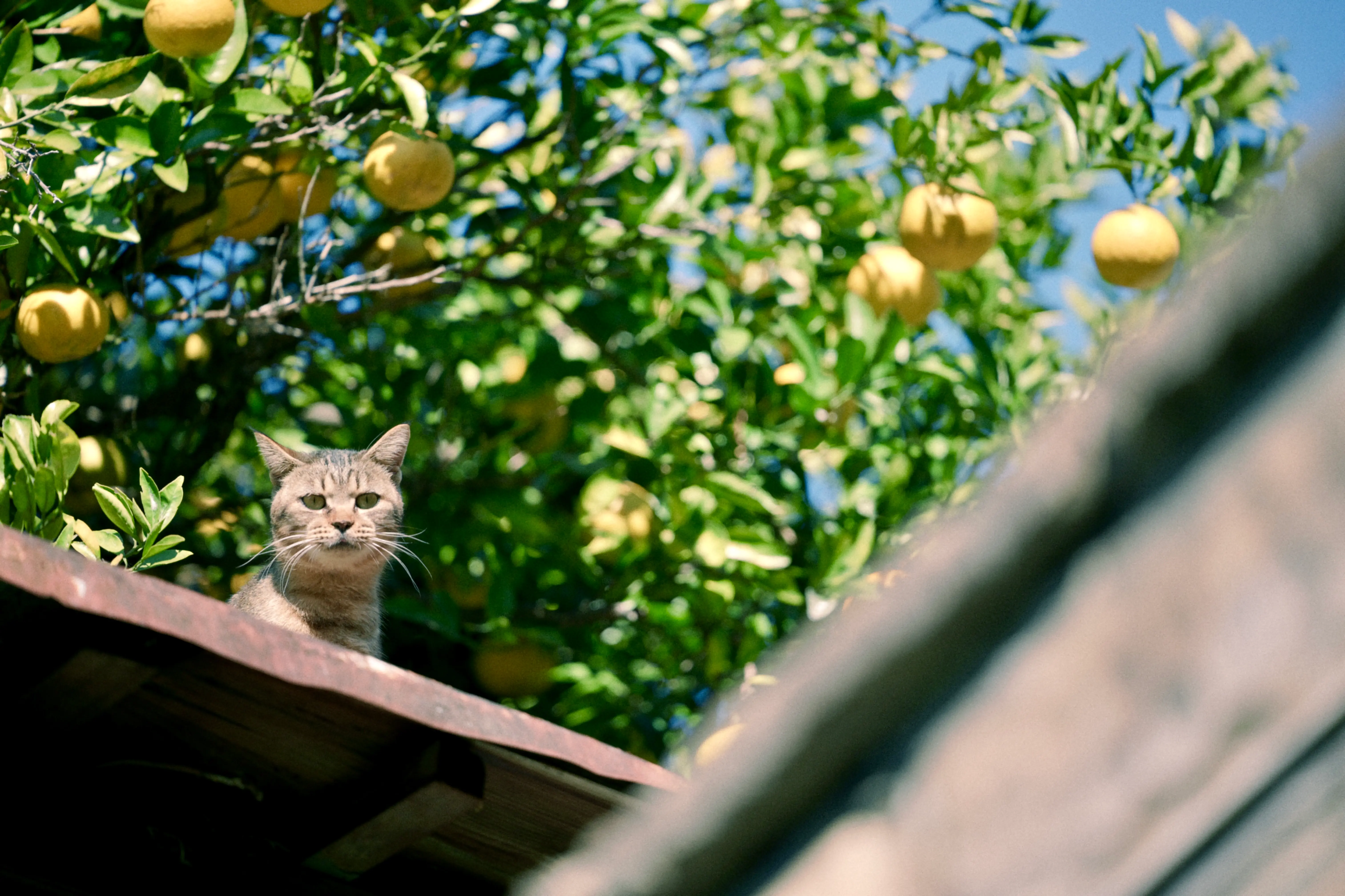 70-180mm F/2.8 Di III VC VXD G2 (Model A065)製品レビュー