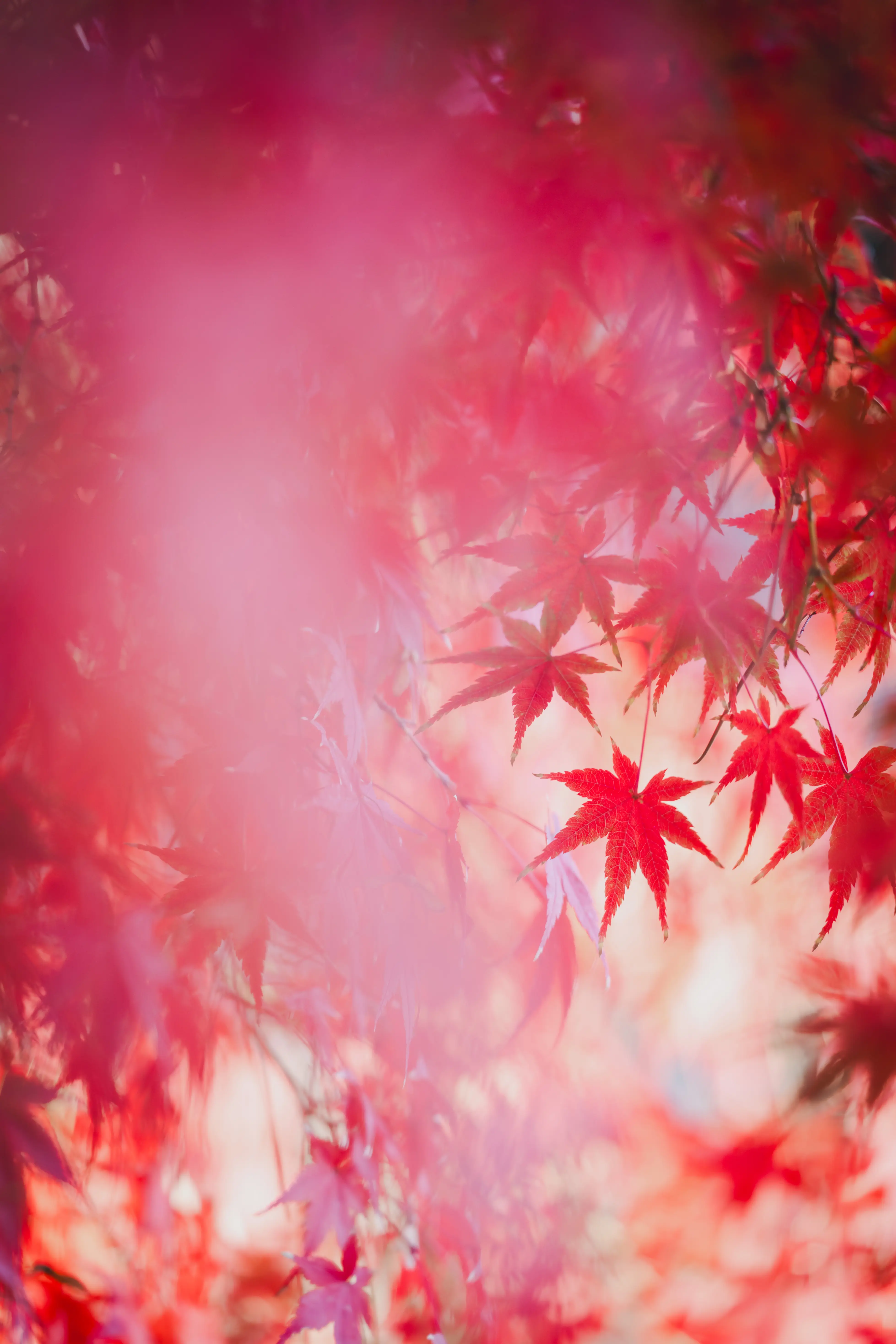 70-180mm F/2.8 Di III VC VXD G2 (Model A065)製品レビュー