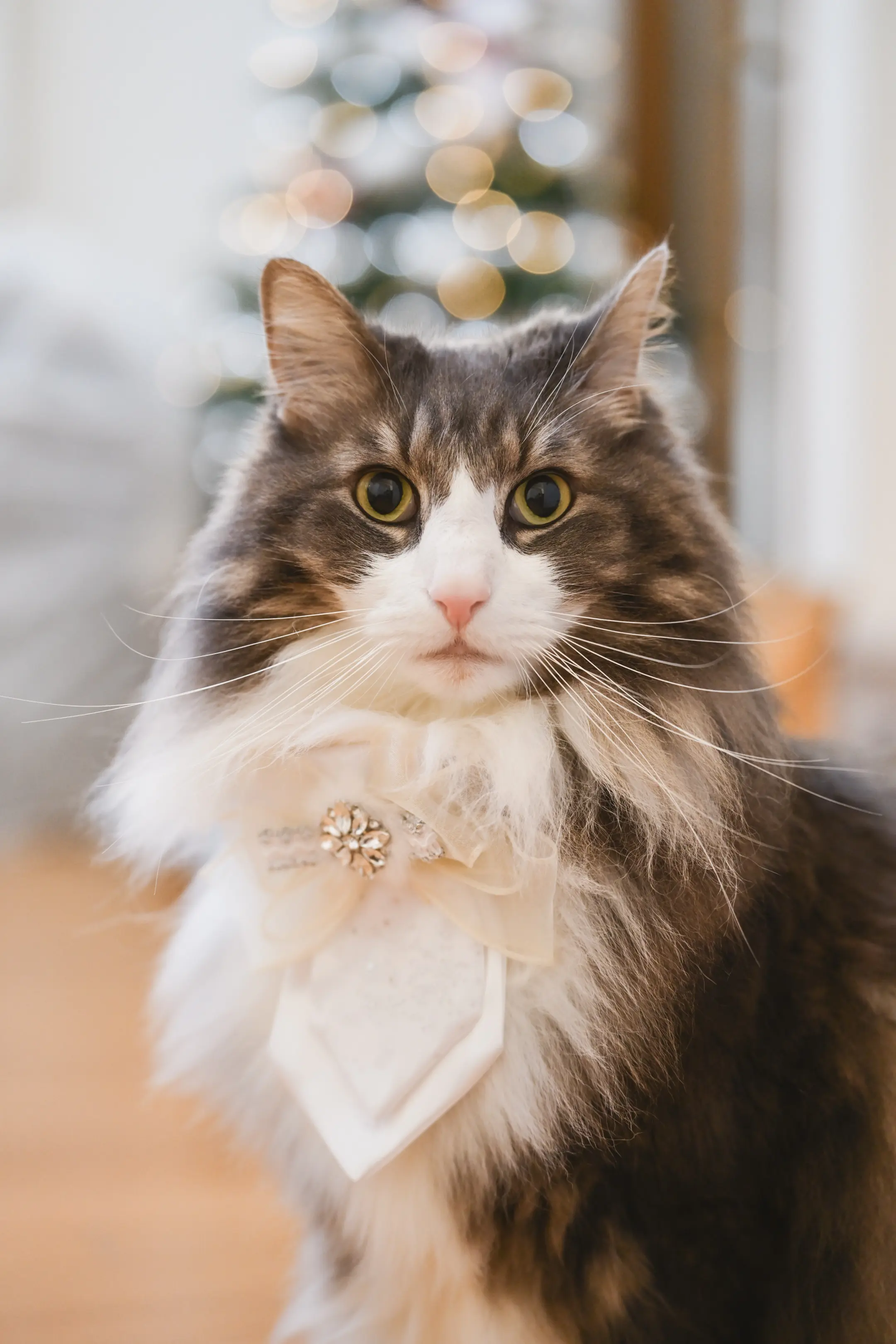 70-180mm F/2.8 Di III VC VXD G2 (Model A065)製品レビュー