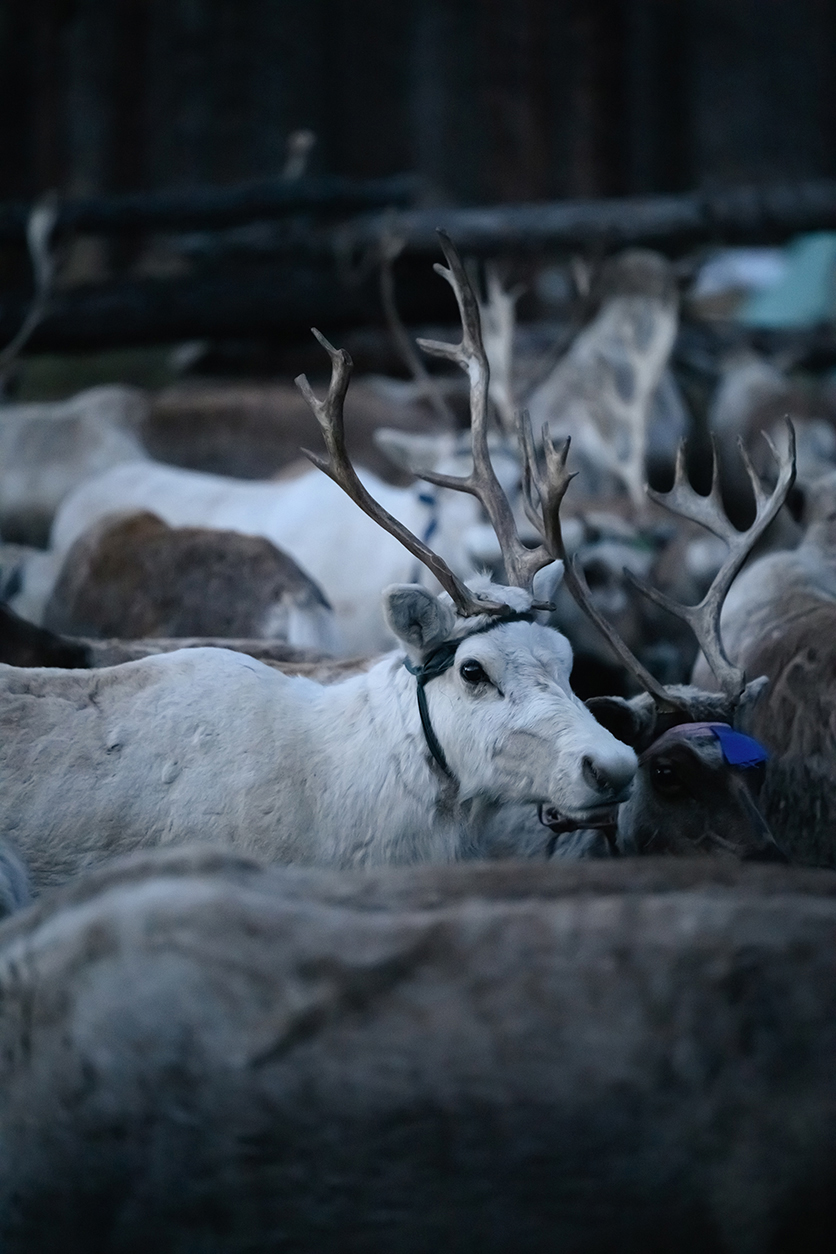 タムロン70-180mm F2.8 G2 (Model A065)
