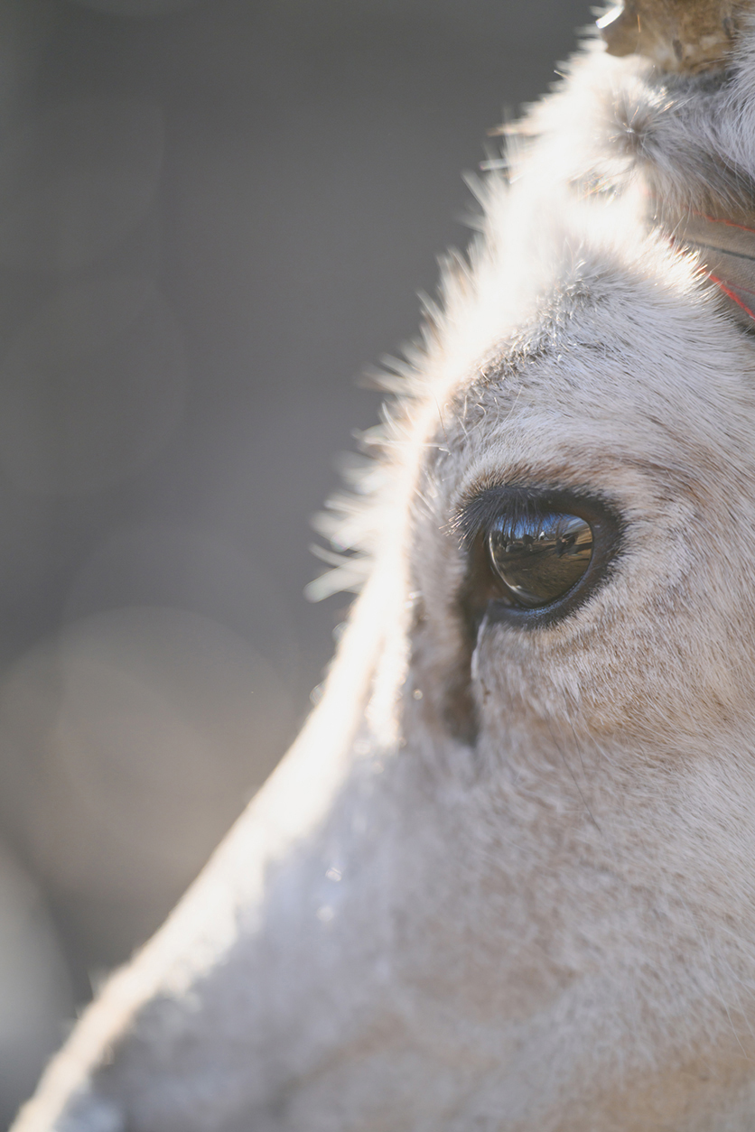 タムロン70-180mm F2.8 G2 (Model A065)