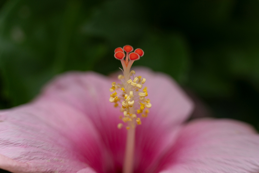 50-300mm F4.5-6.3 Model A069 作例 柏倉 陽介