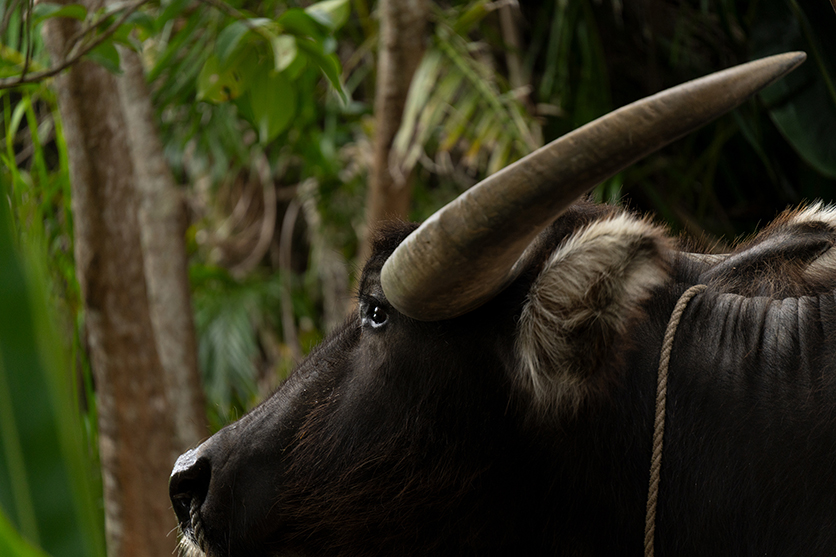 50-300mm F4.5-6.3 Model A069 作例 柏倉 陽介