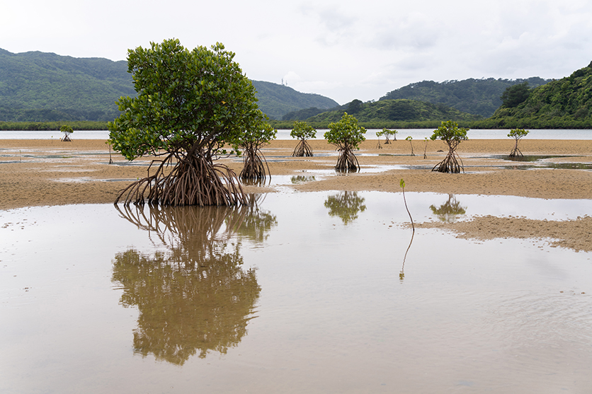 50-300mm F4.5-6.3 Model A069 作例 柏倉 陽介