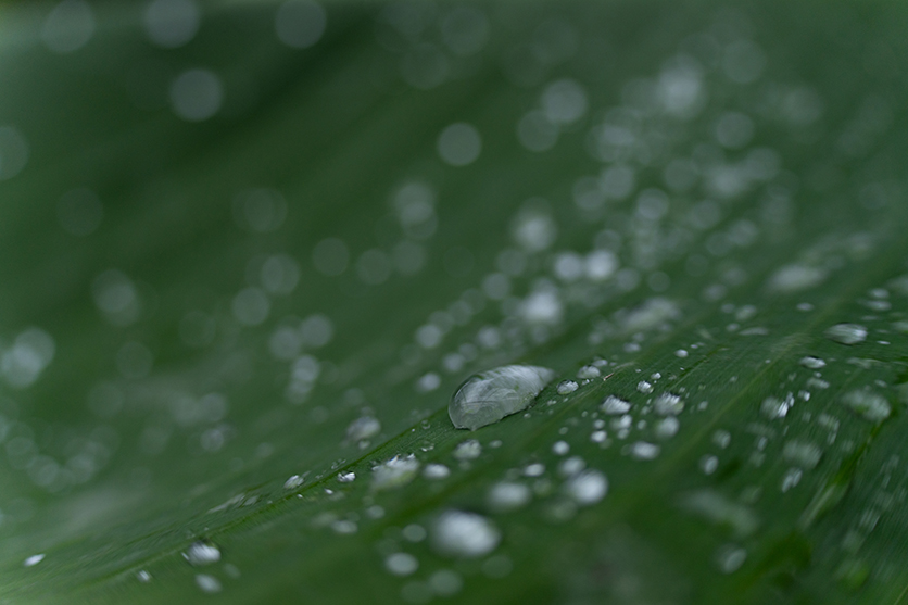 50-300mm F4.5-6.3 Model A069 作例 柏倉 陽介