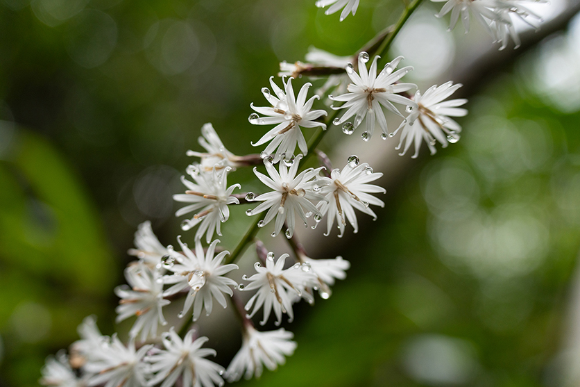 50-300mm F4.5-6.3 Model A069 作例 柏倉 陽介