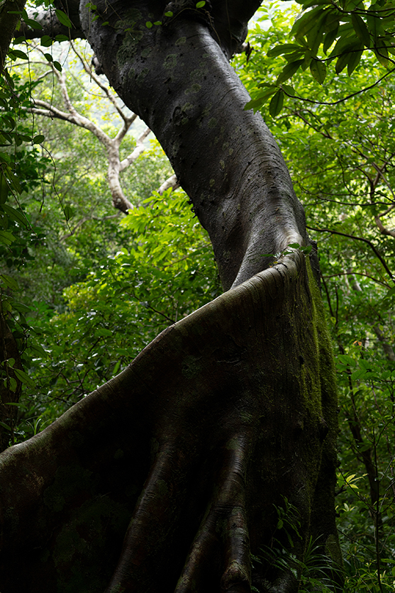 50-300mm F4.5-6.3 Model A069 作例 柏倉 陽介