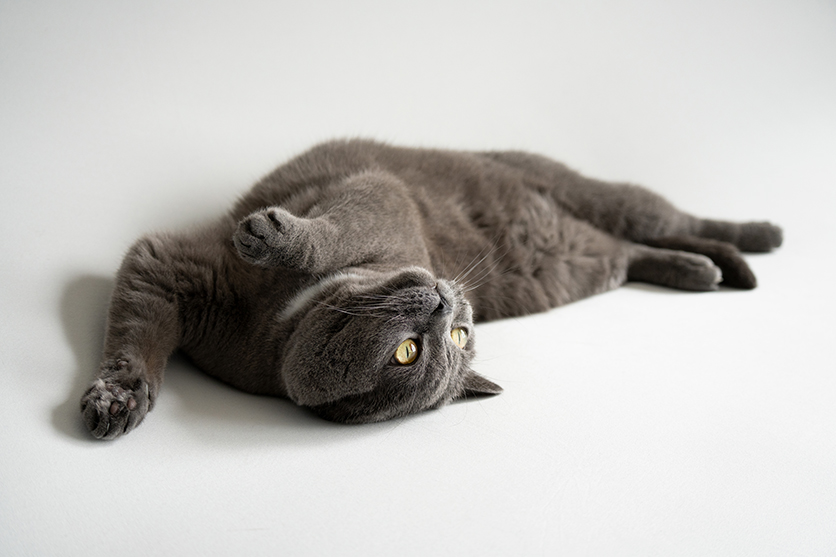 50-300mm F4.5-6.3 Model A069 作例 坂井田 富三