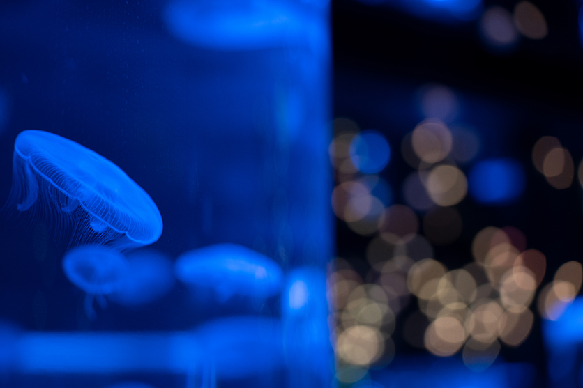 50-300mm F4.5-6.3 Model A069 作例 坂井田 富三