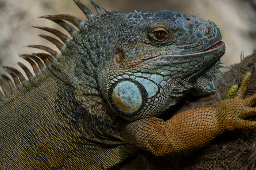 50-300mm F4.5-6.3 Model A069 作例 坂井田 富三