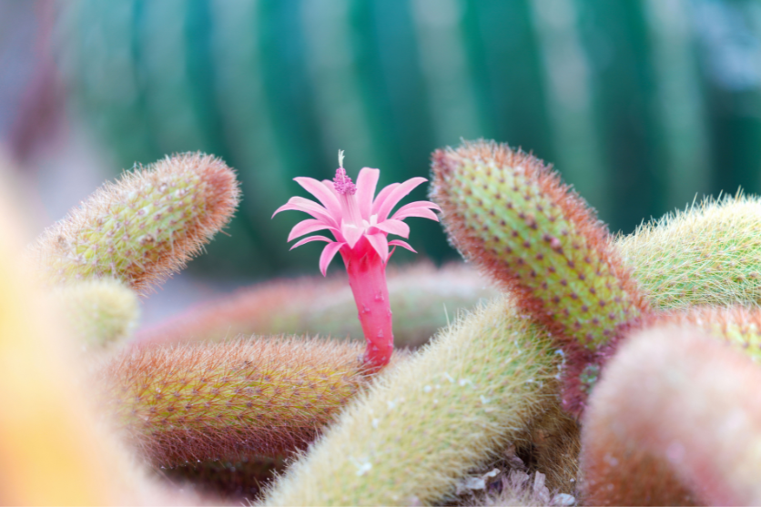 ③自然風景の撮影