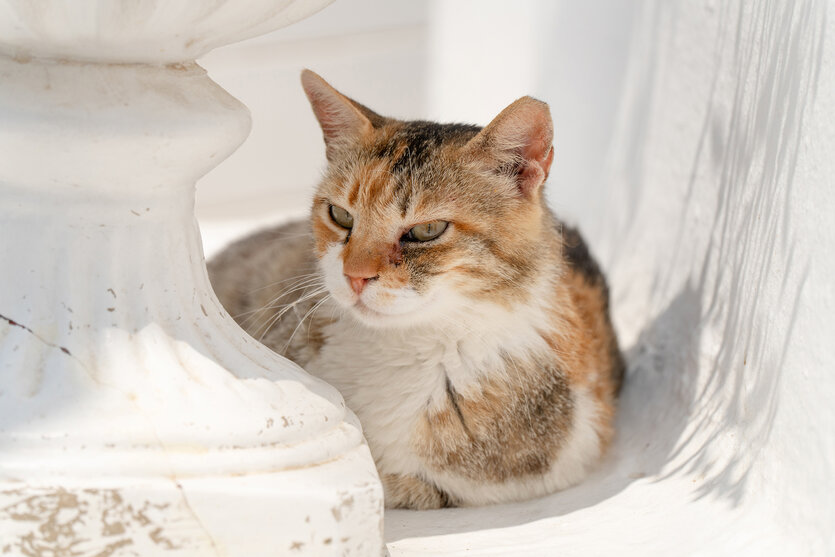 写真家 Martin Krolop氏がタムロン25-200mm F2.8-5.6 G2 (Model A075)で撮影するトラベルスナップ