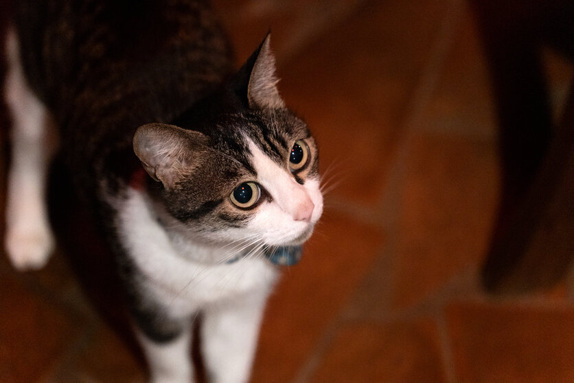 「死ぬまでに行きたい！世界の絶景」プロデューサー 詩歩氏が、タムロン35-100mm F2.8 (Model A078)と16-30mm F2.8 G2 (Model A064) ソニー Eマウント用2本で身軽に巡る、台湾女子旅