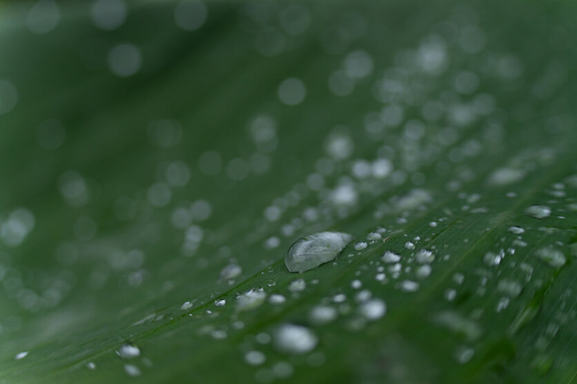 前ボケ・後ボケを活かした雨背景の演出