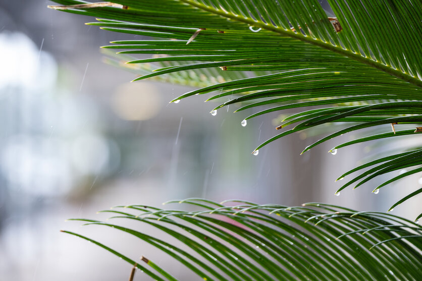 雨の日写真の魅力とは
