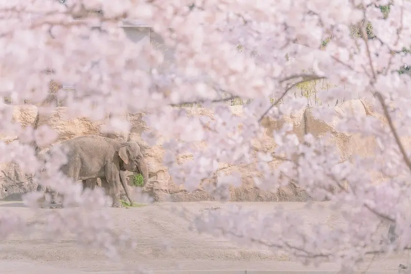 桜が一面に折り重なった風景や全体を捉える