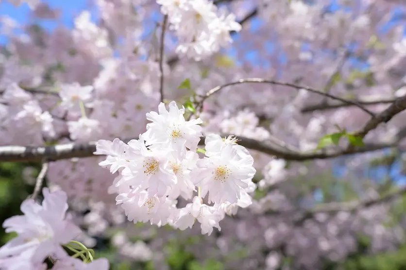 桜の花びらにクローズアップ