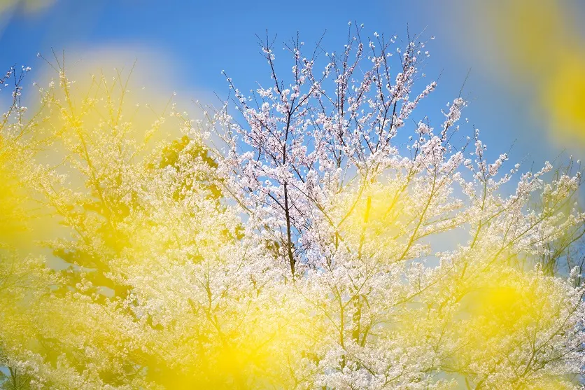 背景の中で桜を印象的に