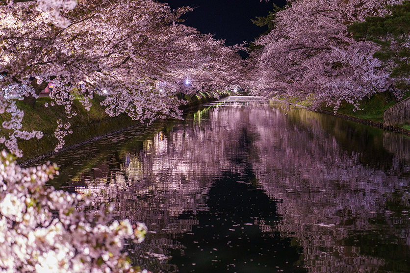 夜桜