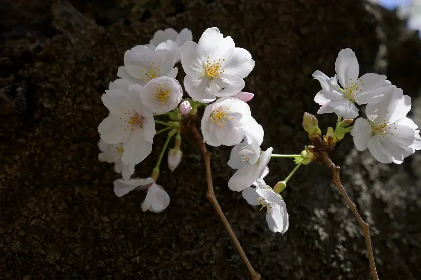 咲き始め・散り始めの桜