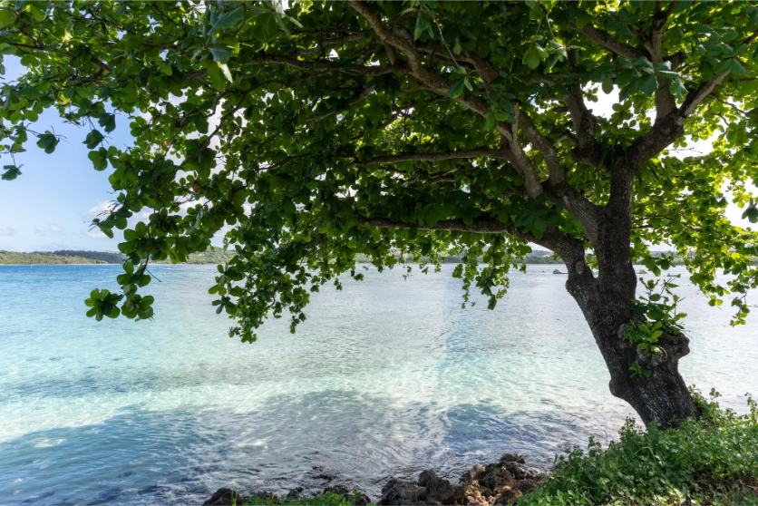 キラキラと光る海