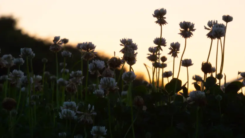 黒つぶれとは？