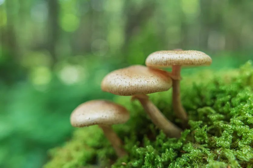 ②大胆にボケを活かす