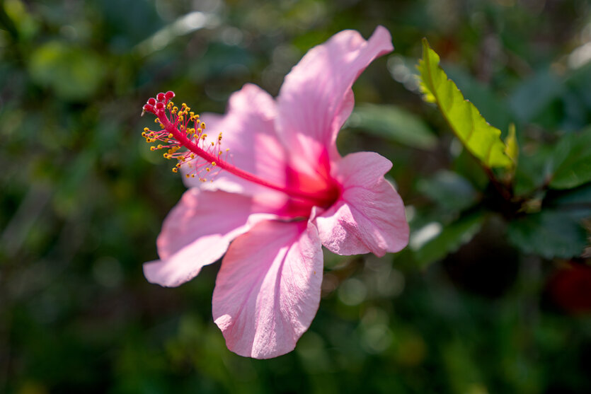 You can render beautiful bokeh