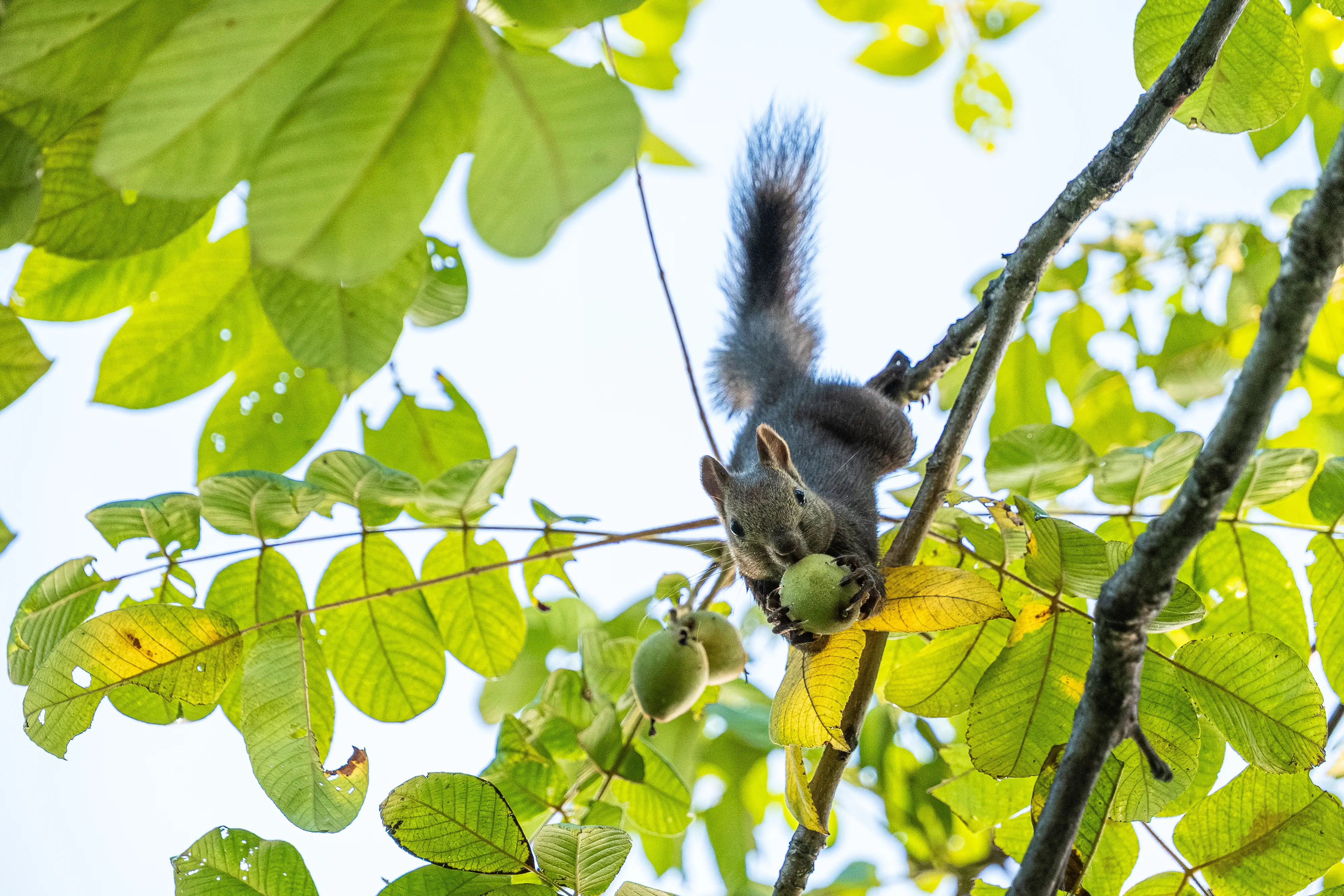 タムロン18-300mm F/3.5-6.3 Di III-A VC VXD (Model B061)製品レビュー