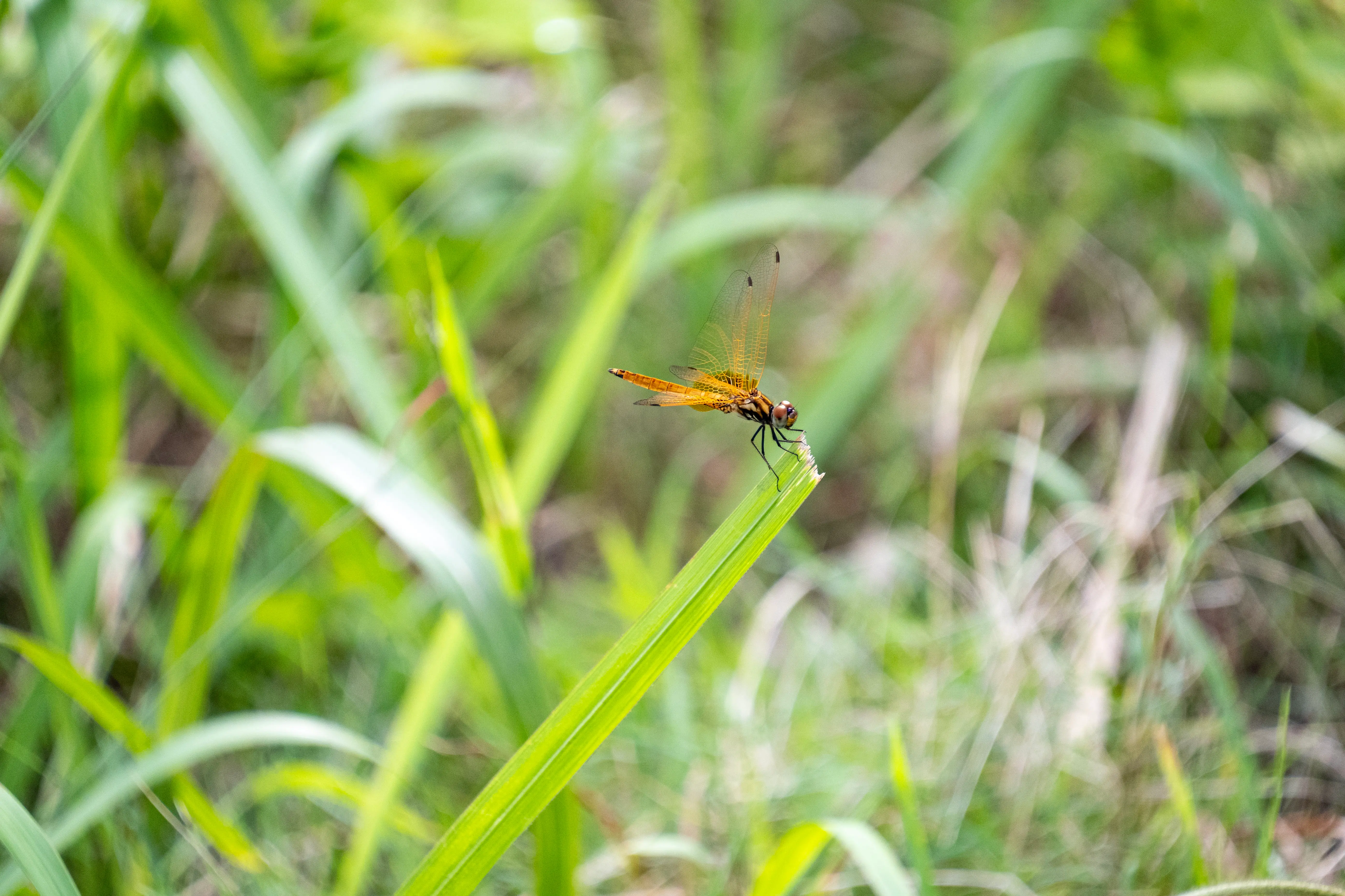 タムロン18-300mm F/3.5-6.3 Di III-A VC VXD (Model B061)製品レビュー