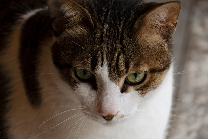 18-300mm F3.5-6.3 (Model B061)