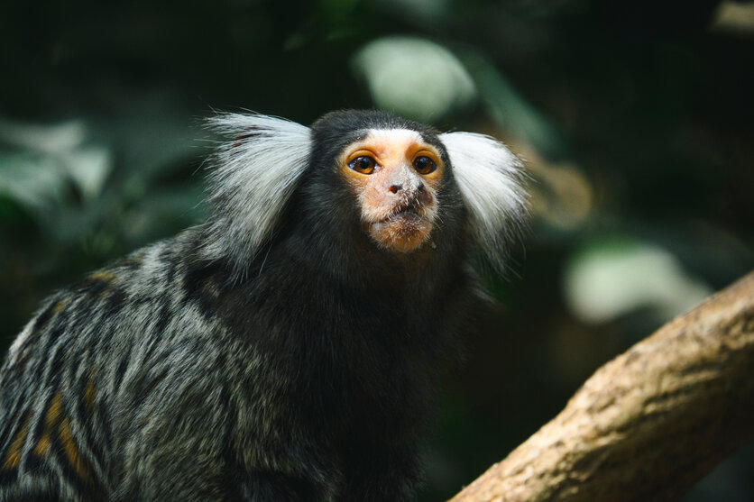 18-300mm F3.5-6.3 (Model B061)