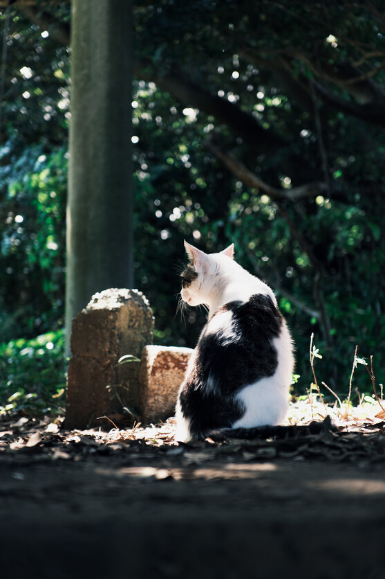 16-50mm F2.8 A B091 作例 動物