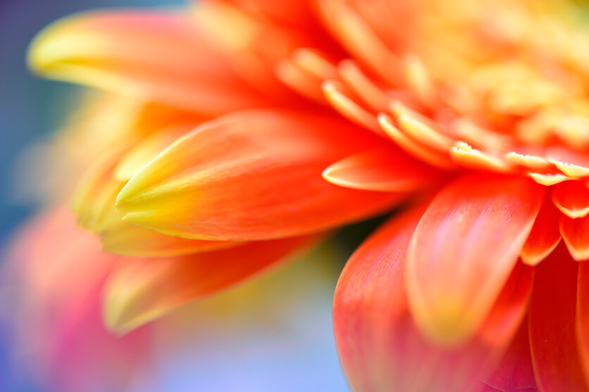 カメラレンズの種類と選び方の基礎知識 - 初心者の方におすすめのレンズもご紹介！