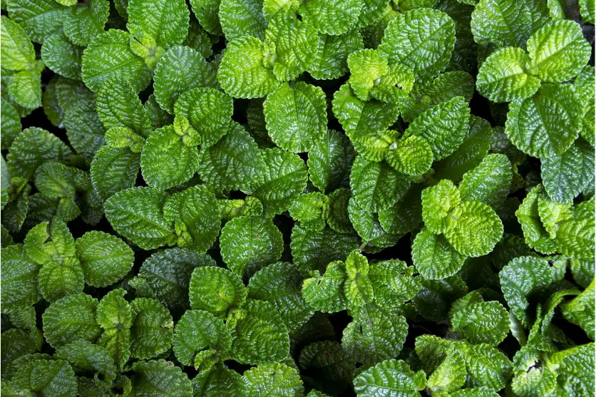 b061r_magnification_02_en