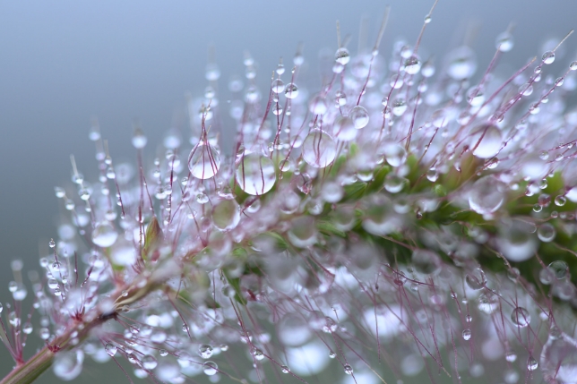 Lens used: Model F017<br>Focal length: 90mm<br>Exposure: F2.8 1/250 sec