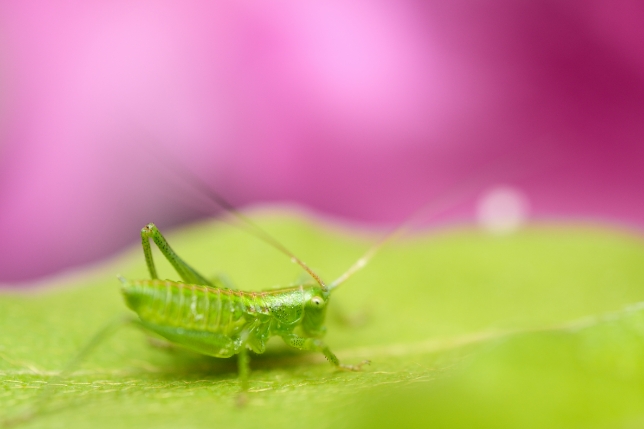 Lens used: Model F072<br>Focal length: 90mm<br>Exposure: F2.8 1/640 sec