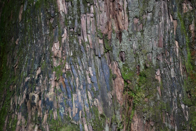 a065z_magnification_01_jp