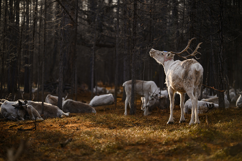 写真家 松尾 純氏がタムロン70-180mm F2.8 G2 (Model A065) ニコン Z マウント用で撮るモンゴルタイガの暮らし 