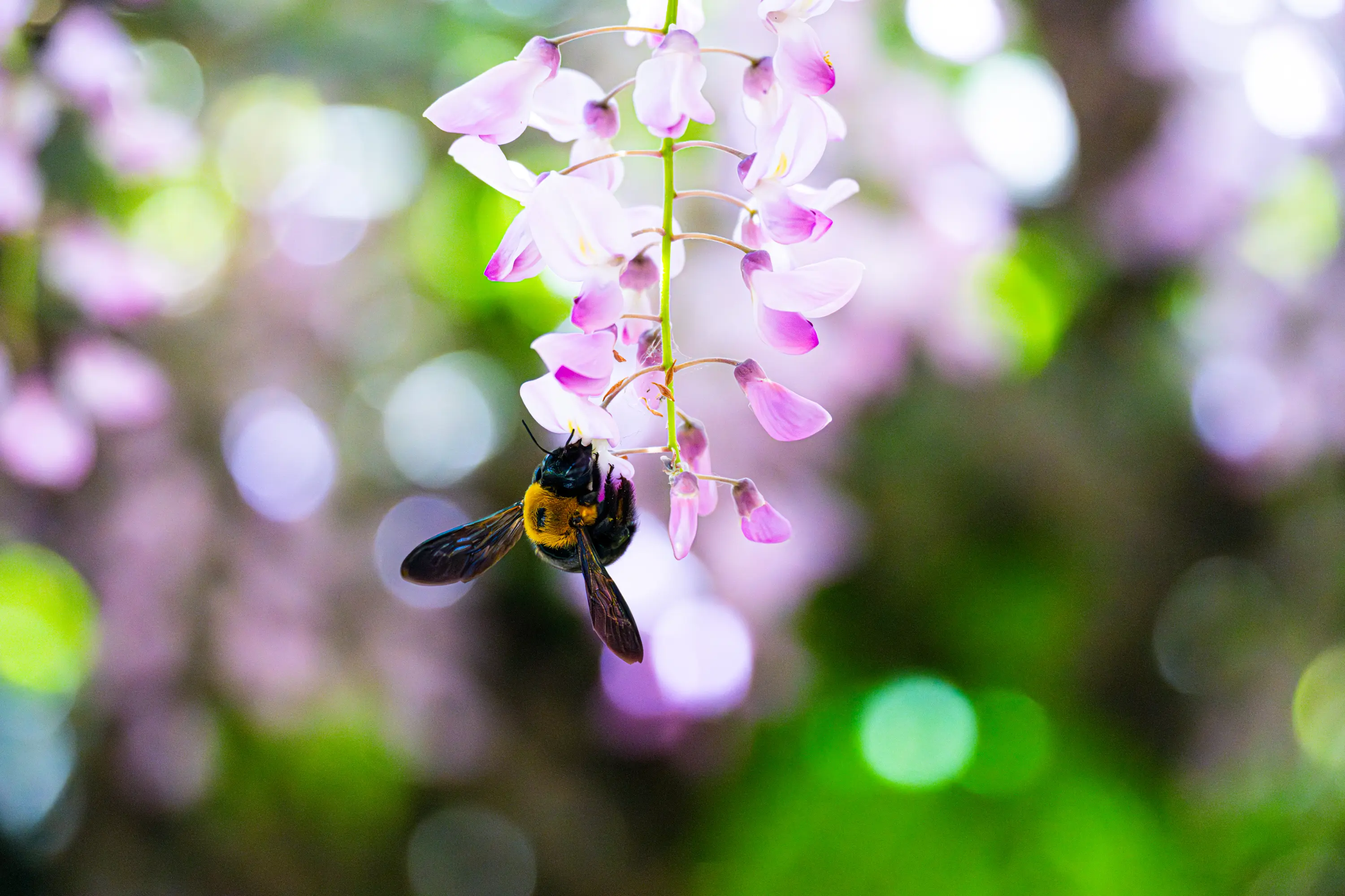 タムロン50-400mm F4.5-6.3 (Model A067) 製品レビュー